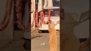 Рыжий кот Приколы с животными Милое видео #shorts