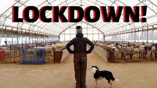 FULL LOCKDOWN ON THE SHEEP FARM.  Vlog 256