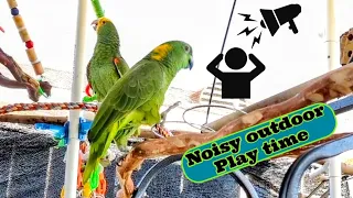 Parrots enjoying noisy outdoor play time.... neighbors probably hate us!