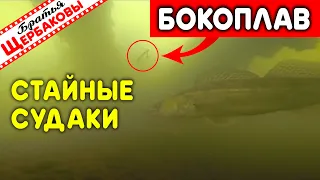 Реакция стайных СУДАКОВ на БОКОПЛАВ! Подводные съемки. Вкуснейшие КОТЛЕТЫ из судака!