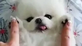 POMERANIAN IS THE BEST DOGS EVER - Cute and Funny Dogs Compilation 2018