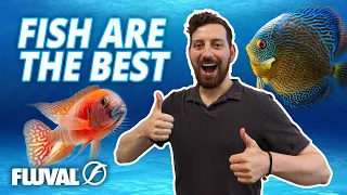 10 Reasons Fish Are the Best Pets