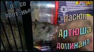 Пасюк, Артюша - доминант. (Wild Rats | Дикие крысы)