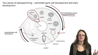 4.1 Introduction to epigenetic reprogramming of the maternal and paternal genomes - Epigenetic