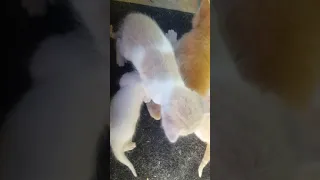 Cute Mom cat with 4 meowing kittens (pure cuteness)