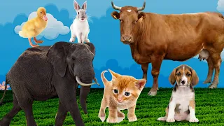 Cute little animals - Dog, cat, chicken, elephant, cow - Animal sounds