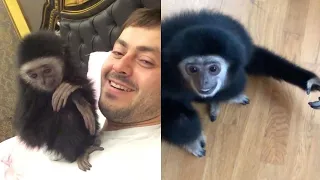 Man Lives With His Two Pet Gibbons