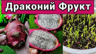 Драконий фрукт (Питахайя). Как вырастить из семян? Правильный грунт.