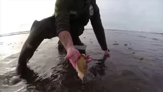 Digging Razor Clams in Washington