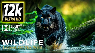 WILDLIFE: Legend Of The Wild in 12K HDR DOLBY VISION™ (SUPER COLORS) - with Soothing Music