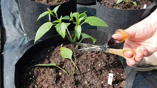 Chilli Devil - Zaštipování spodní části rostliny
