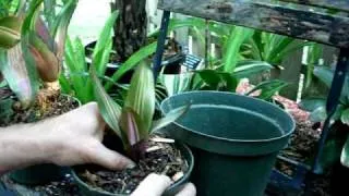 Removing a bromeliad pup and potting it up