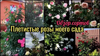 Плетистые розы моего сада. Обзор сортов с названиями