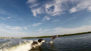 Dolphins Jumping, Hits Go Pro on boat