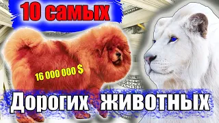 САМЫЕ ДОРОГИЕ ЖИВОТНЫЕ в Мире - Топ 10