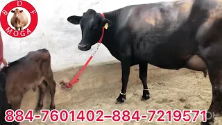 1 ਤਾਜ਼ੀ ਸੂਈ ਗਾਂ ਮਗਰ ਵੱਛੀ -1 ਗੱਬਣ ਗਾਂ ਸੇਲ -2 cow for sale (8-5-2024)