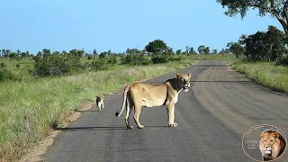 The Most Beautiful Lion Story: Lioness Searching For The Lost Cub Of Casper The White Lion