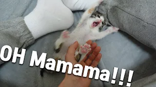 The Baby Kitten Screaming for Joy Whenever I Touches Her!