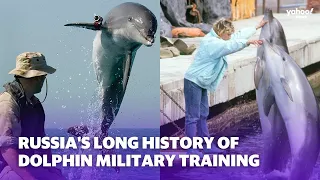 Russia's long history of dolphin military training | Yahoo Australia