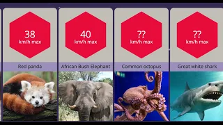 Animal Speed Comparison Rank Slowest To Fastest - Full Version | 2DATA Channel