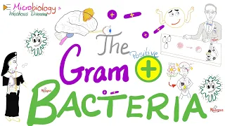 The Gram-Positive Bacteria 🦠 - Microbiology and Infectious Diseases Series 🧫