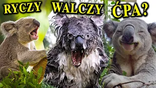 Ryczy, Walczy, Ćpa? - KOALA - Nieznane Oblicze "Misia"