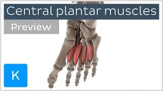 Functions of the central plantar muscles of the foot (preview) - Human Anatomy | Kenhub