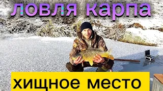 Ловля карпа со льда. Карпы рвут леску.