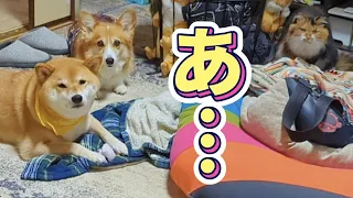 【犬猫アテレコ】帰宅したら3匹でYouTubeの企画会議してた件