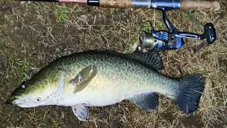 I caught a mixed bag fishing in the Ovens River