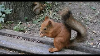 Немного об Ушастике и том самом бельчонке / Two familiar squirrels