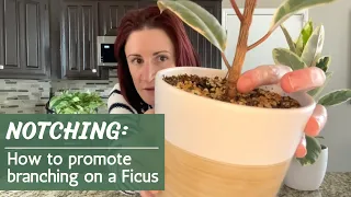 Notching A Ficus | How and when to promote branching on a rubber tree