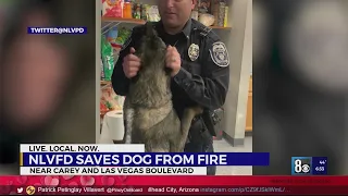 Firefighters rescue dog from burning home