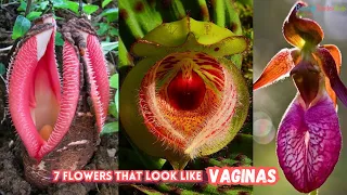 7 Flowers That Look Like Vaginas | Plants That Look Like Vagina