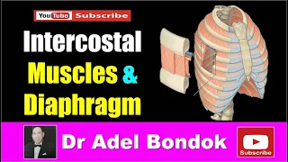 Intercostal Muscles and Diaphragm, Dr Adel Bondok