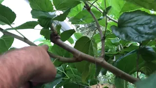 Pruning Mulberry Trees (Part 1)