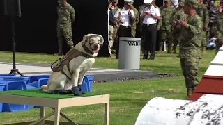 Entrenamiento Frida