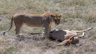 How Lion Attack A Big Antelope