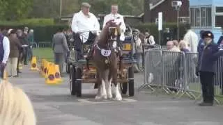 London Harness Horse Parade 2014