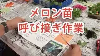 【２】メロン接ぎ木作業 :寺坂農園　北海道　富良野