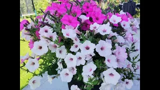SUPERTUNIA VISTA po miesiącu od posadzenia kwiaty na balkon tarasy rabaty petunie jakie ma wymagania