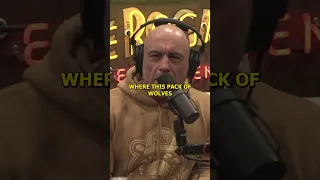 Just Imagine When They Introduced Wolves Into That Area - Joe Rogan