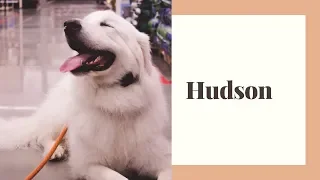 Great Pyrenees "Hudson" | Aggression Case | Amazing Transformation