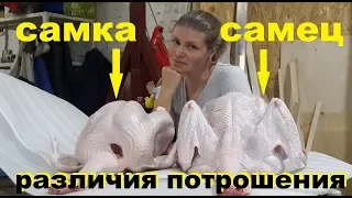 ПОТРОШЕНИЕ ИНДЕЙКИ ХАЙБРИД КОНВЕРТЕР. Отличия самки и самца!