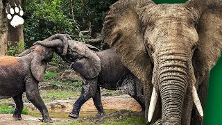 L' éléphant de forêt après l'éden - Documentaire animalier - HD - AMP