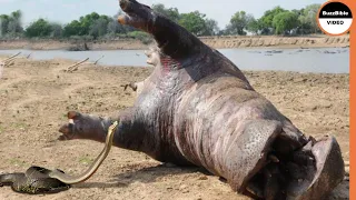 Black Mamba Venom Kills a Giant Hippo