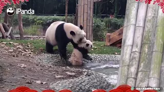 «Забавная история» мамы панды с малышом | CCTV Русский