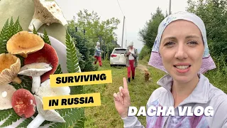 Day at my dacha! 🇷🇺  Picking mushrooms and growing veggies in Russia!