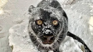 Christmas Walk through the fairytale frozen forest. 😸 We treat Luna and Venza with a festive dish