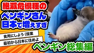【2ch動物スレ】フンボルトペンギンさん、日本の気候に合いすぎて大繁殖。野生を含めた世界の個体の1割が日本に生息